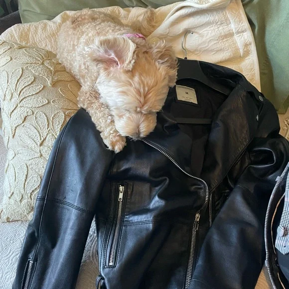 Zara Black Authentic Lambskin Leather Biker Jacket - Picture 9 of 10